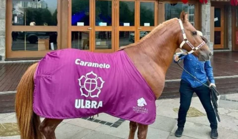 Sete meses após resgate no RS, cavalo Caramelo é adotado por universidade