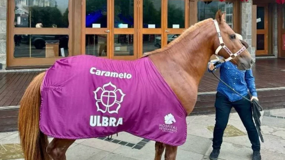 Sete meses após resgate no RS, cavalo Caramelo é adotado por universidade