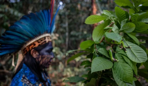 ‘A cura está na floresta’: A jornada de um pajé na Amazônia brasileira