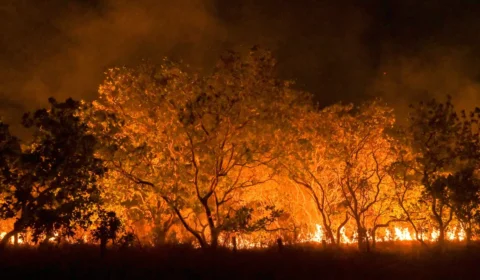 Amazônia tem diversidade empobrecida por incêndios florestais