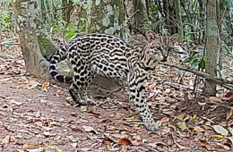 Imagens raras mostram variedade da fauna da Mata Atlântica no Vale do Paraíba