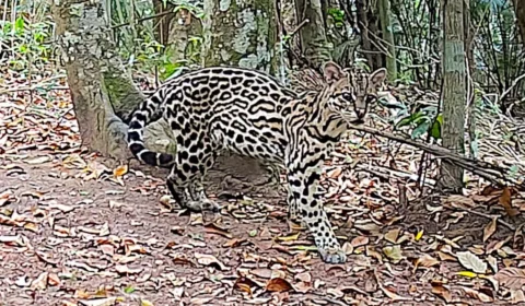 Imagens raras mostram variedade da fauna da Mata Atlântica no Vale do Paraíba