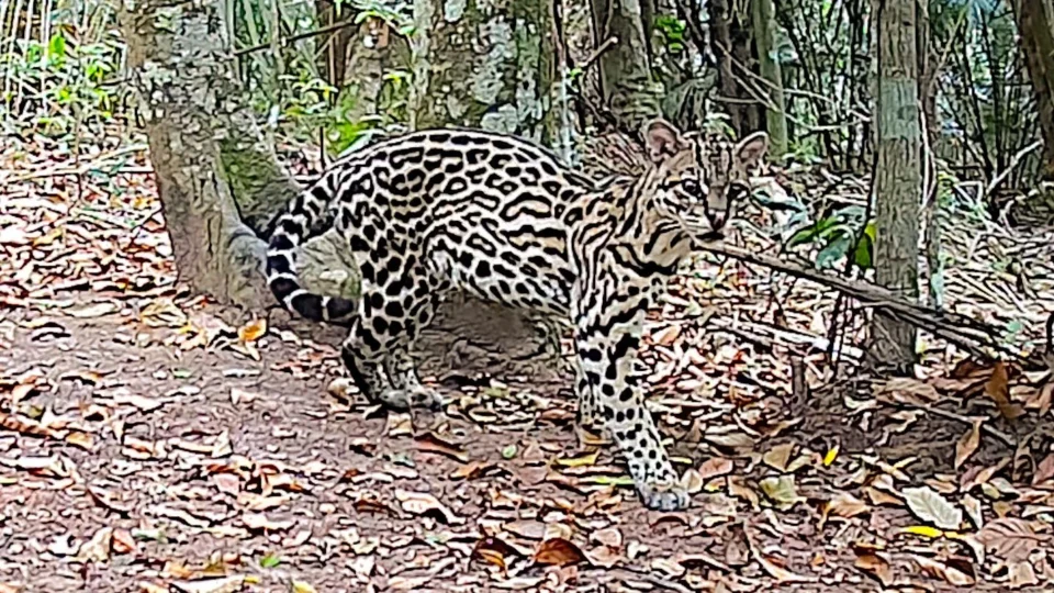 Imagens raras mostram variedade da fauna da Mata Atlântica no Vale do Paraíba