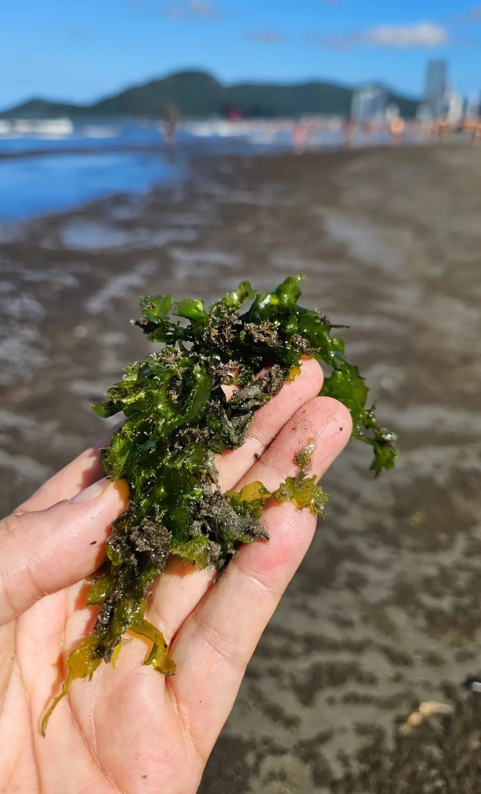 Alga com sujeira e poluição, em Balneário Camboriú