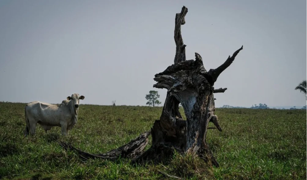 Gado pasta em fazenda da família Mendonça, que faz fronteira com a terra indígena Tanaru. Em 2011, Ibama embargou área da fazenda sobreposta à TI por desmatamento não autorizado (Fotos: Fernando Martinho/O Joio e O Trigo).