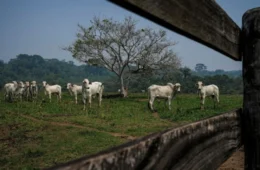 Segundo maior frigorífico do país lucra na Bolsa com lavagem de gado e desmatamento ilegal