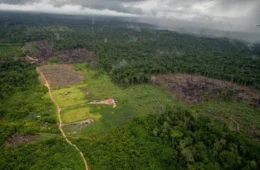 MT é estado que mais desmatou Amazônia em janeiro; cidades com prefeitos fazendeiros lideram