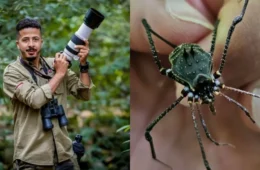 Fotógrafo descobre aracnídeo em MG e nova espécie é batizada com seu nome