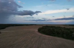 Fronteira agrícola do Matopiba concentra 82% do desmatamento do Cerrado em 2024